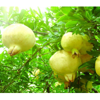 緊急出售懷遠多個品種優(yōu)質(zhì)石榴樹苗