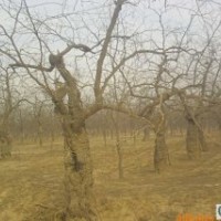 河北哪家棗樹(shù)苗質(zhì)量好