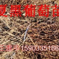 供應(yīng)葡萄苗