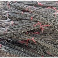 山西運(yùn)城核桃苗-蘋果苗-山楂苗-梨樹苗-桃樹苗-山桃-山杏