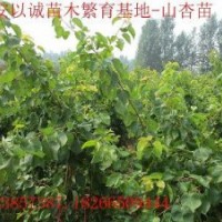優(yōu)質山杏苗-優(yōu)價山杏苗-頂桿杏樹-自家苗圃山杏苗