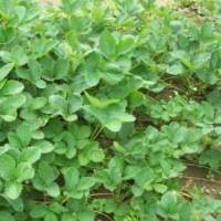 草莓苗批發(fā)價格