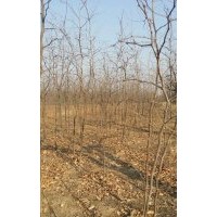 最新棗樹(shù)苗價(jià)格棗樹(shù)苗批發(fā)