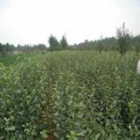 矮化蘋果苗價(jià)格，煙富蘋果苗供應(yīng)，山東蘋果苗品種