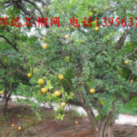 懷遠紅瑪瑙石榴苗促銷中