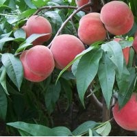 突圍桃苗，新川中島，倉(cāng)方早生，黃金桃，春雪。