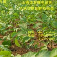 供應(yīng)優(yōu)質(zhì)清香核桃苗