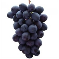 出售各種葡萄苗