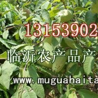 出售：沂州木瓜海棠樹苗木