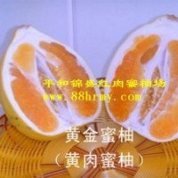 供應黃肉蜜柚苗木