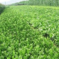 最新柑橘苗價格