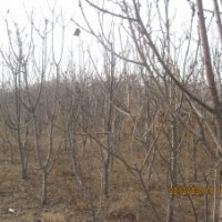 供應(yīng)4-5公分果樹