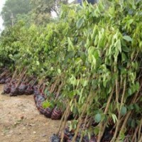 供應(yīng)120-150厘米高觀賞榨油型大果紅花油茶苗