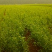 桃樹苗@嫁接桃苗2山東桃樹苗