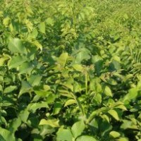 核桃苗，早實(shí)核桃苗，山東核桃苗