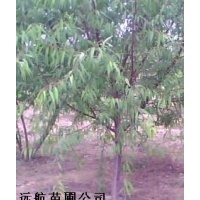 供應(yīng)山桃樹）5-10公分山桃樹（山桃樹基地