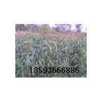 供應(yīng)山桃苗#毛桃苗#一，二年山桃成品苗價(jià)格
