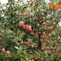 供應(yīng)蘋果樹/山楂樹/山桃樹/山杏樹/核桃苗/核桃樹