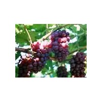 供應葡萄苗