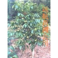 供應(yīng)品種核桃苗*核桃苗簡(jiǎn)介（