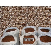 八棱海棠樹(shù)