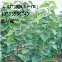 嫁接杏樹苗出售、杏樹苗供應(yīng)價(jià)格