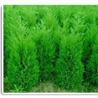 現(xiàn)貨供應(yīng)核桃苗、櫻桃苗