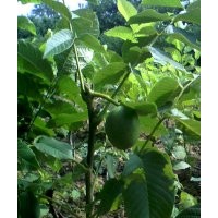 果樹苗，核桃苗，蘋果苗，桃樹苗，梨樹苗，山楂苗