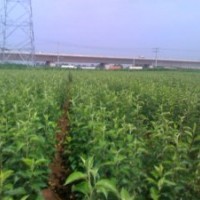 山東蘋果苗