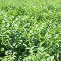 我公司常年供應(yīng)大量核桃苗