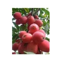 錦繡海棠煙富1/3/6號蘋果苗