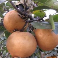 晚秋黃梨苗，甜柿苗，油桃苗，板栗苗