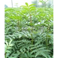 好的花椒苗就應(yīng)該是這樣