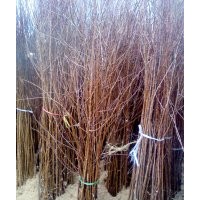 杏樹苗早熟品種