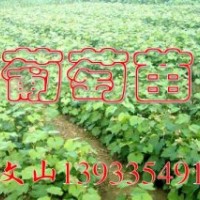 巨峰葡萄苗，錦豐梨苗價格，黃金梨樹苗，黃冠梨苗