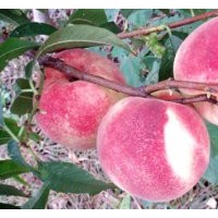 供應(yīng)桃樹(shù)苗金秋紅蜜桃
