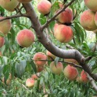 供應(yīng)晚熟桃金秋紅蜜桃