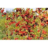 供應(yīng)果樹苗木果桑