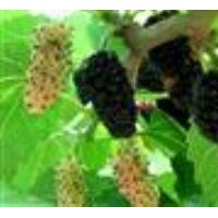 供應(yīng)桑果樹苗