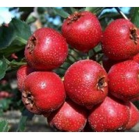 供3-4公分山楂樹5-6公分山楂樹7-8公分山楂樹