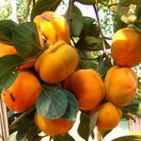 優(yōu)質(zhì)柿子苗在那選