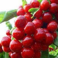 美早櫻桃苗，櫻桃嫁接苗，櫻桃苗，櫻桃苗批發(fā)，紅燈櫻桃苗