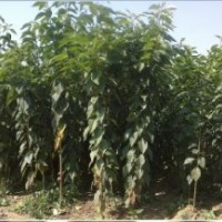 大量出售櫻桃苗 單櫻苗 櫻花一年實生苗