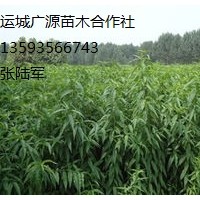 山桃實(shí)生苗出售、大量山桃實(shí)生苗低價(jià)供應(yīng)