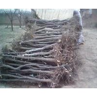 各種棗樹(shù)苗供應(yīng)中