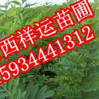 核桃苗 8515核桃苗 優(yōu)質(zhì)核桃苗 大量核桃苗