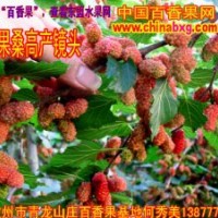 高產(chǎn)量的臺灣四季大果桑椹苗