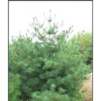 1-15公分蘋果苗 1-15公分棗樹苗 1-15公分桐樹苗