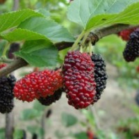 果桑苗 晚熟桃 大櫻桃苗 紅富士蘋果苗