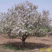 大量供應(yīng)八棱海棠樹